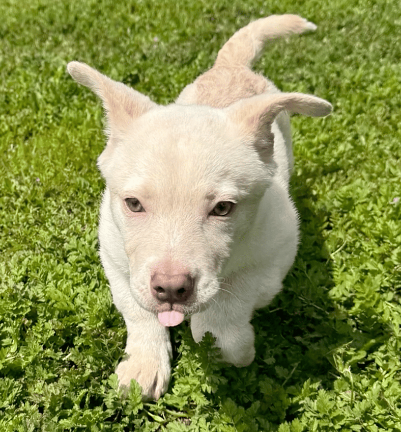 This Husky Puppy Got Her First Taste of Love… Just Before We Had to Say Goodbye